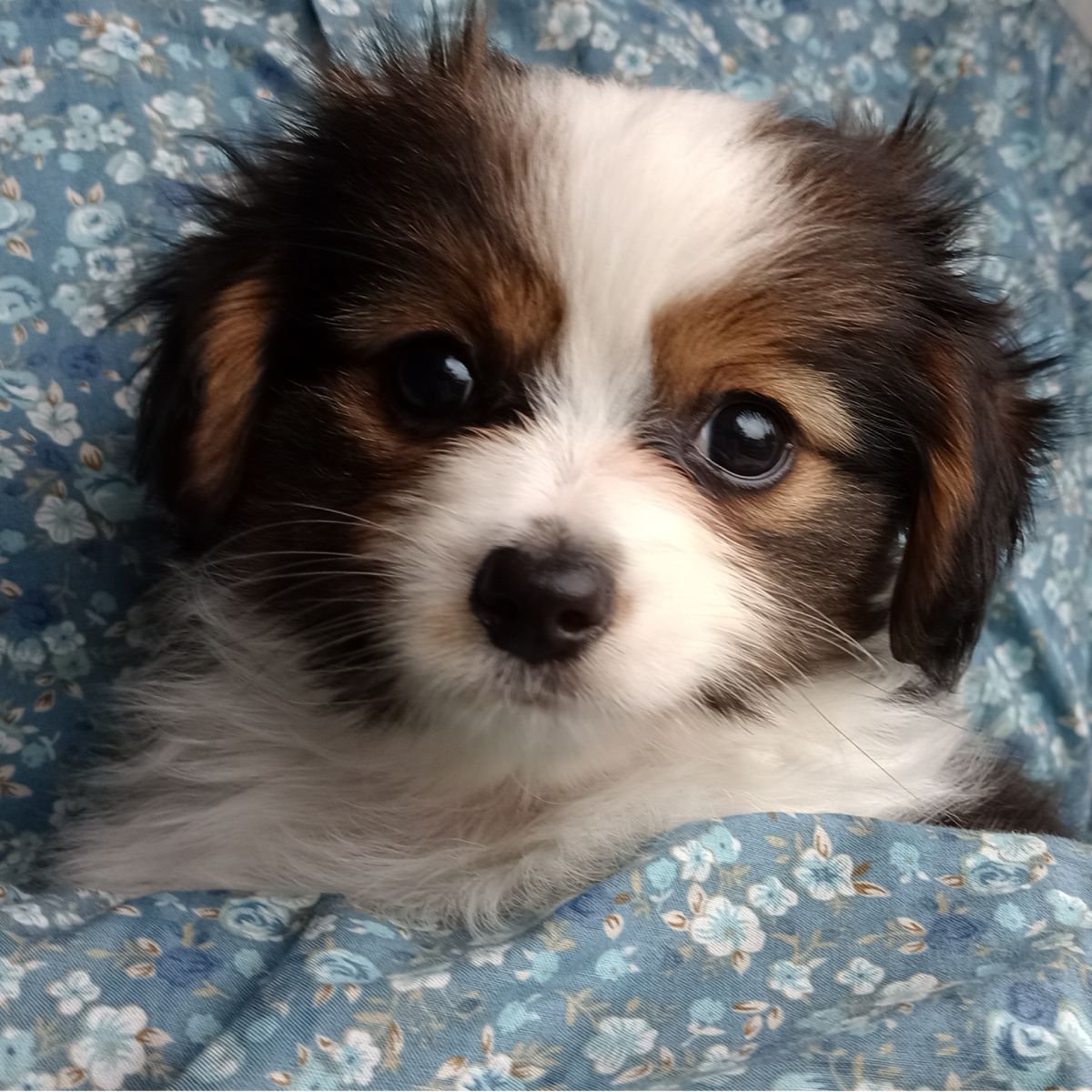 enirque-2-month-IMG_20241013_130531985_BURST000_COVER-phalene-abrazo-alado