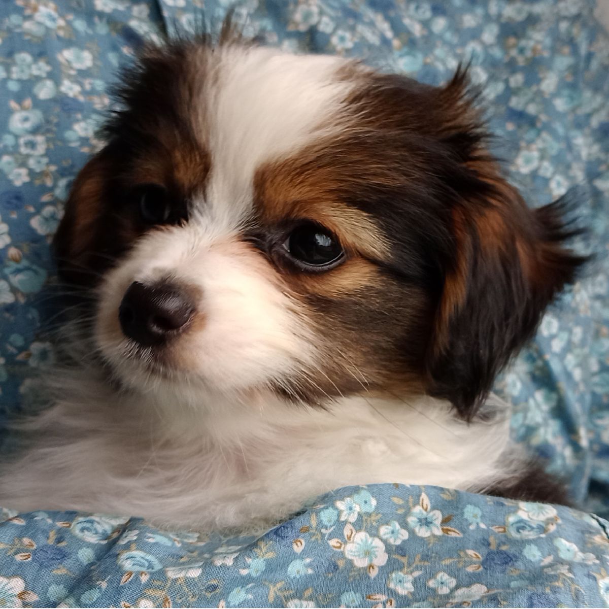 enirque-2-month-IMG_20241013_130533122_BURST001_COMP-phalene-abrazo-alado