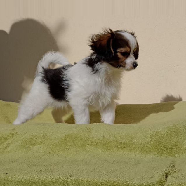 phalene-abrazo-alado-litter-e-2024-10-20-13-ERIQUE