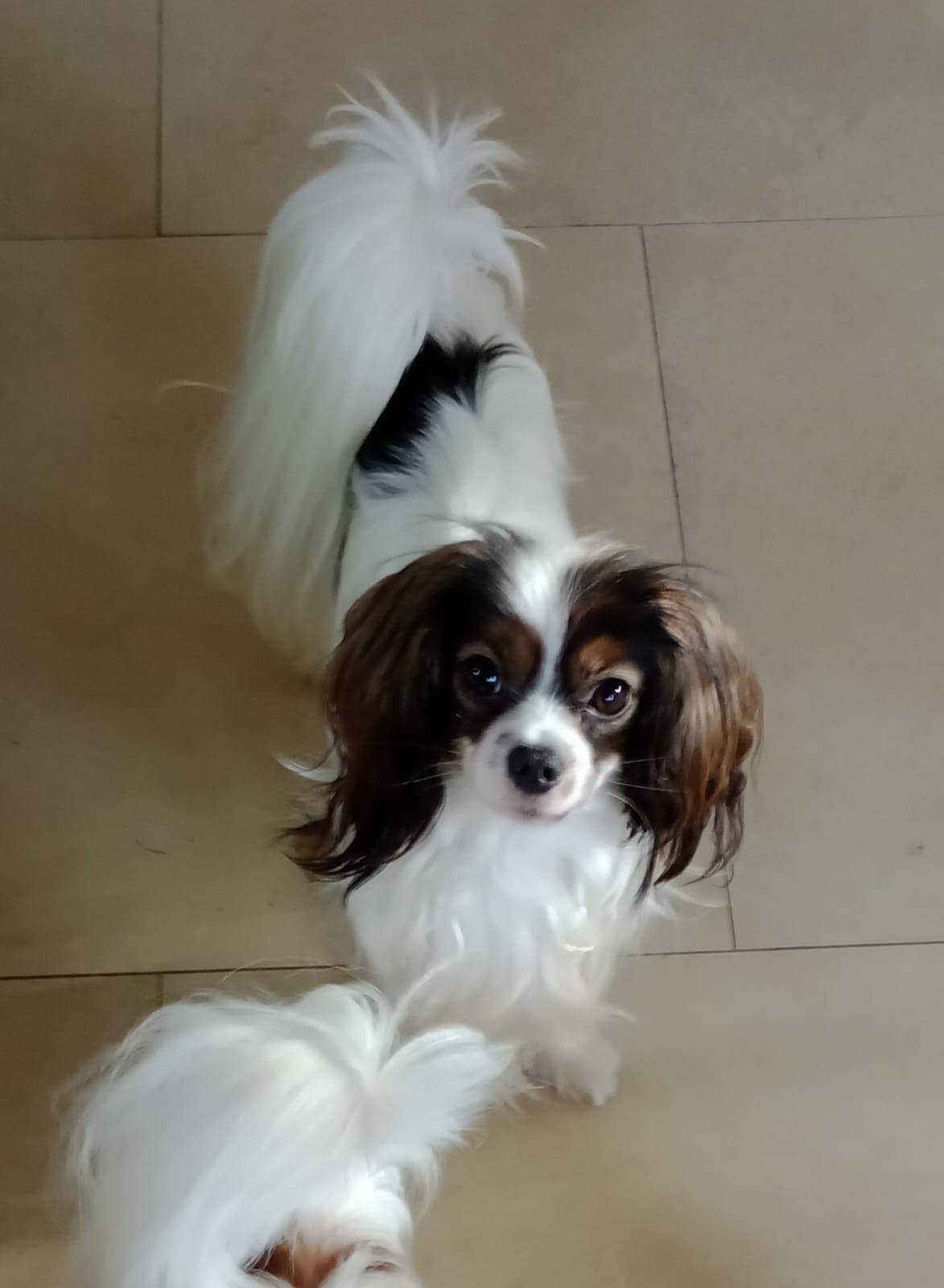 DHRAMINA-abrazo-alado-phalene-17-months