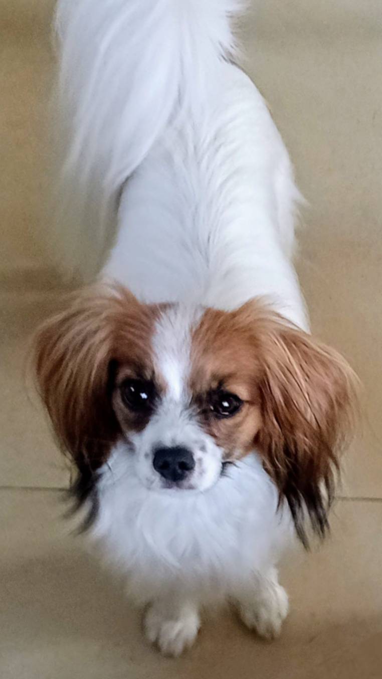 DIOSA-abrazo-alado-phalene-17-months-1