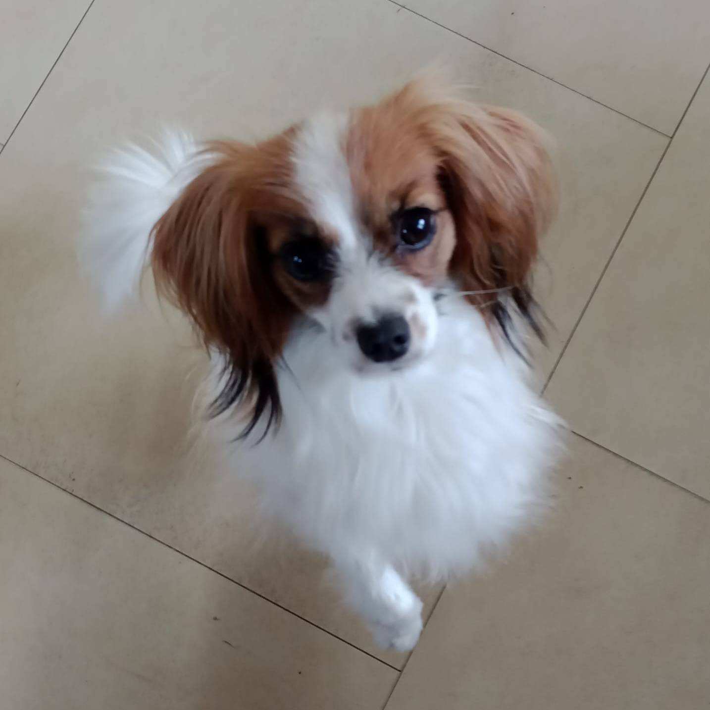 DIOSA-abrazo-alado-phalene-17-months