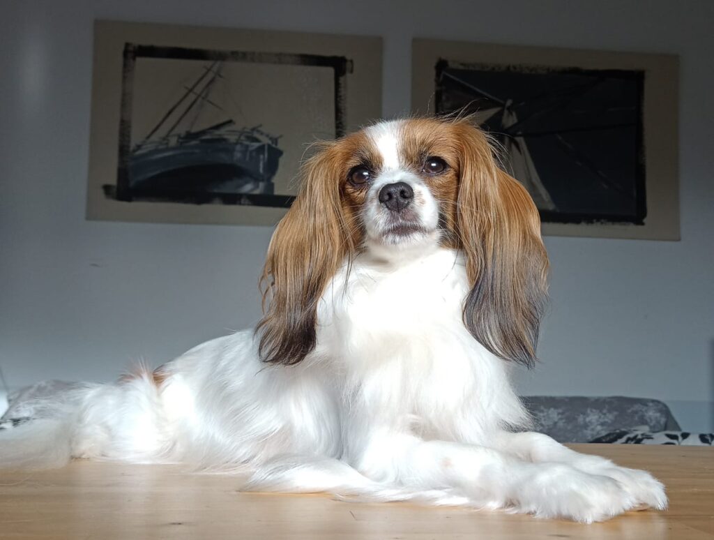 PHALENE suczka hodowlana Abrazo Alado (FCI) DIOSA spaniel kontynentalny miniaturowy Hodowla Abrazo Alado (FCI)