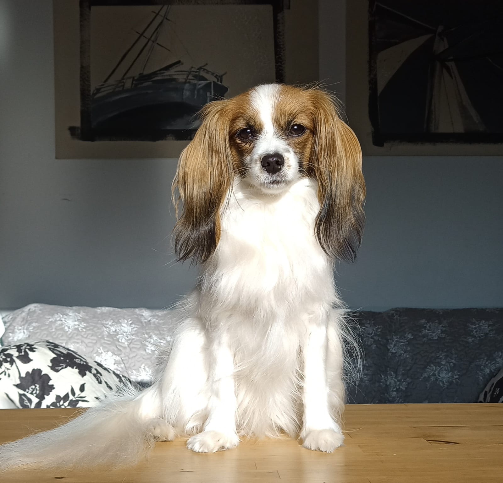 DIOSA-abrazo-alado-phalene-17-months-03