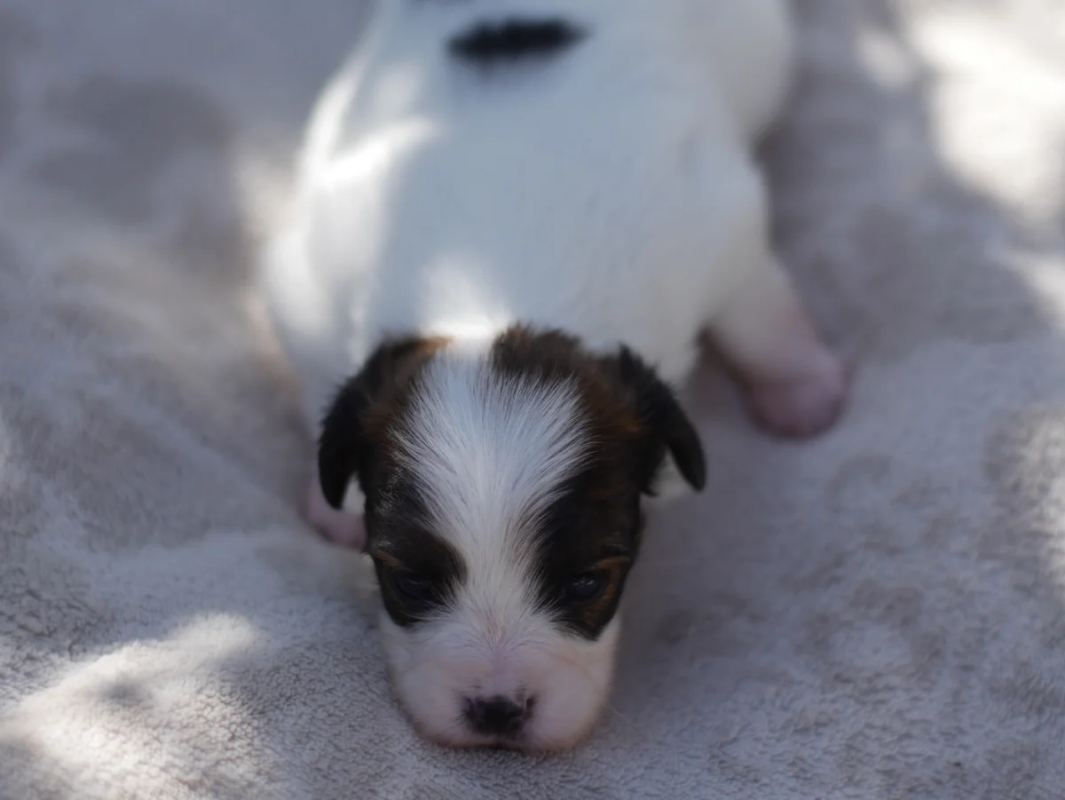 FAVORIA-Abrazo-Alado-FCI-phalene-pl-2025-09-27-1