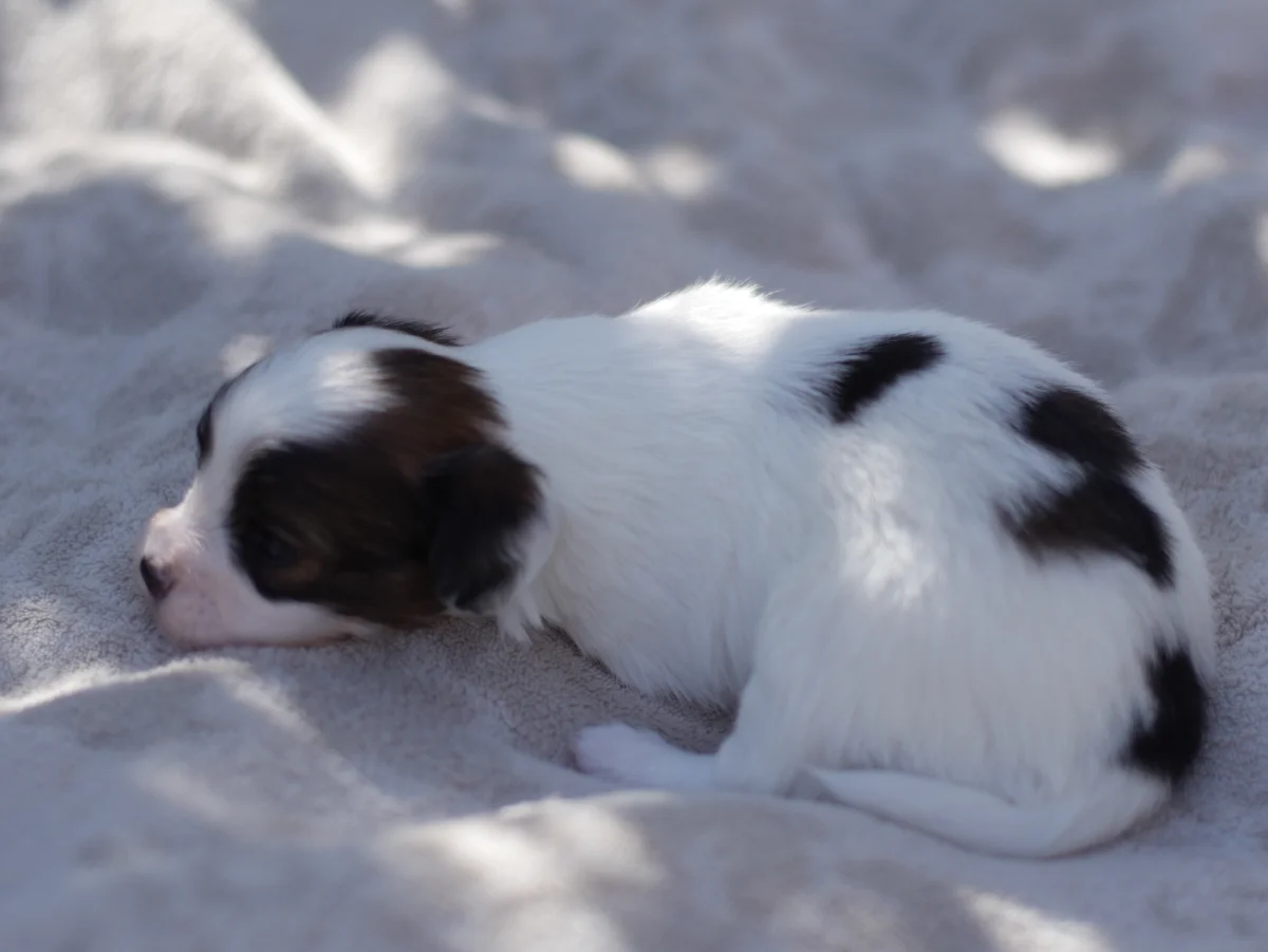 FAVORIA-Abrazo-Alado-FCI-phalene-pl-2025-09-27-2