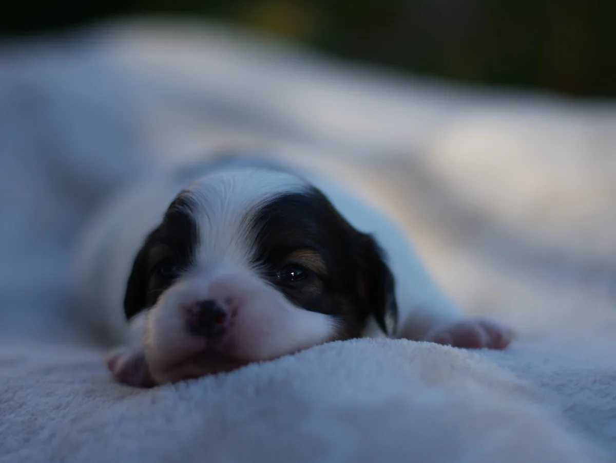 FAVORIA-Abrazo-Alado-FCI-phalene-pl