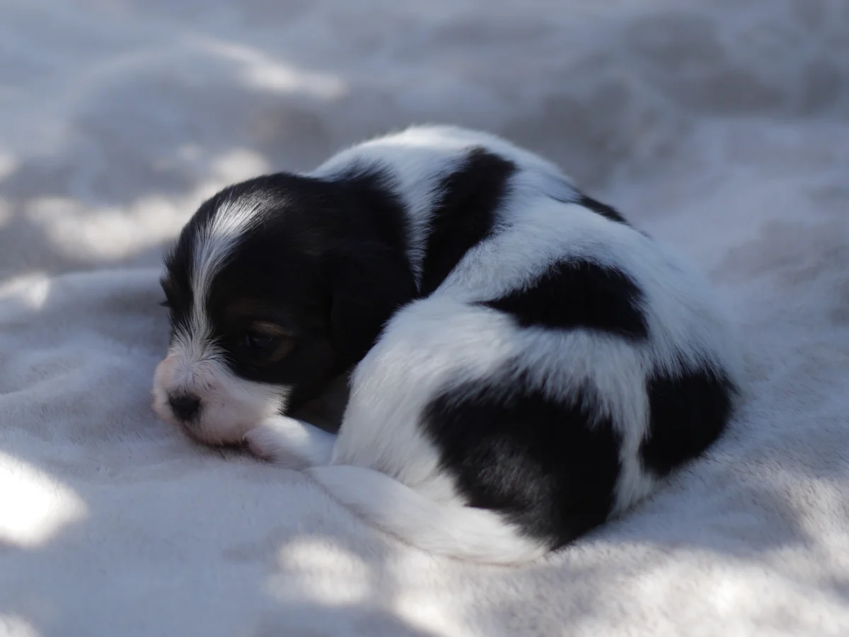 FELISSA-Abrazo-Alado-FCI-phalene-pl-2025-09-27-1