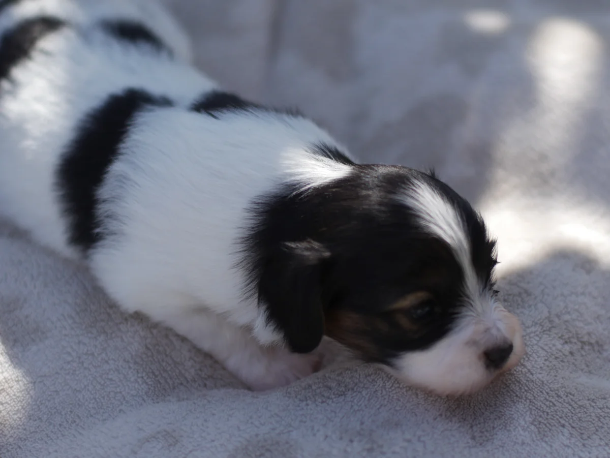 FELISSA-Abrazo-Alado-FCI-phalene-pl-2025-09-27-2