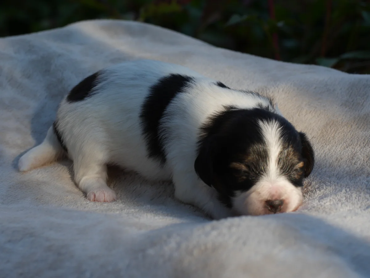 FELISSA-Abrazo-Alado-FCI-phalene-pl