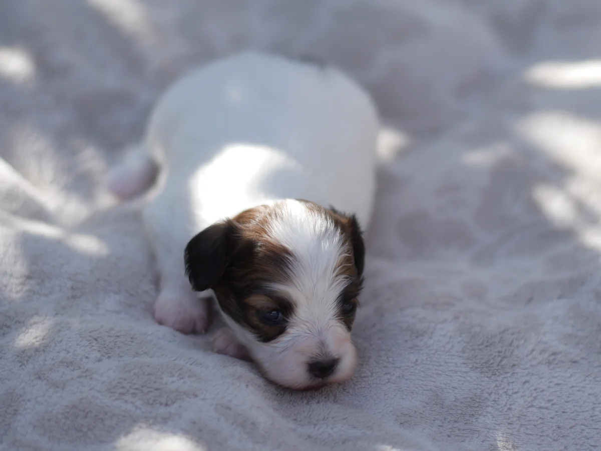 FORTUNA-Abrazo-Alado-FCI-phalene-pl-2025-09-27-1