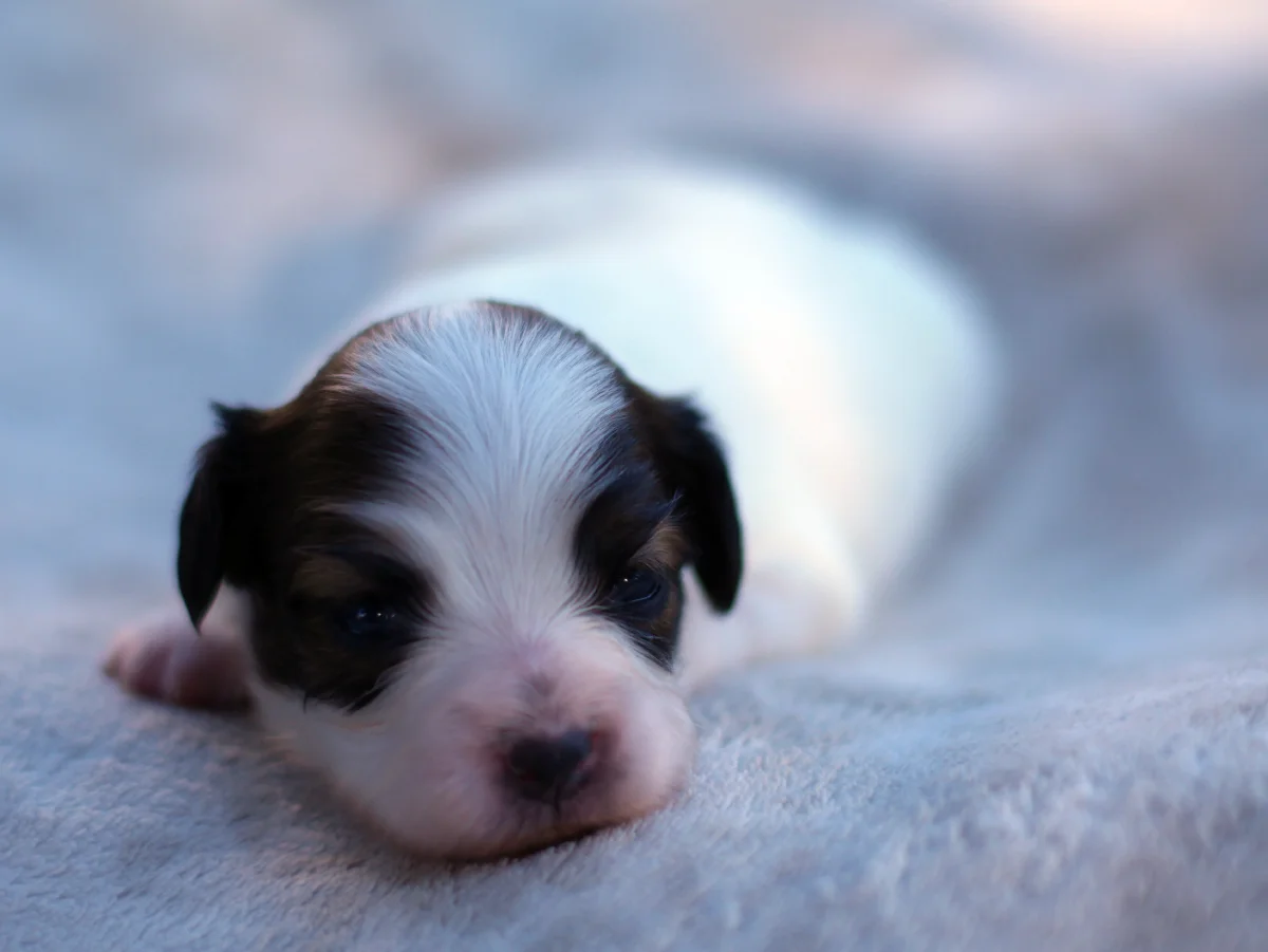 FORTUNA-Abrazo-Alado-FCI-phalene-pl