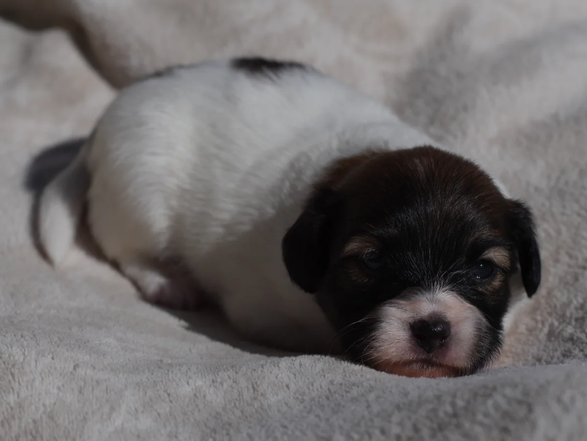 FRESEDO-Abrazo-Alado-FCI-phalene-pl-2025-09-27-1