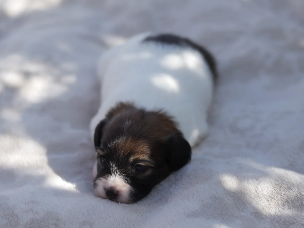 FRESEDO-Abrazo-Alado-FCI-phalene-pl-2025-09-27-2