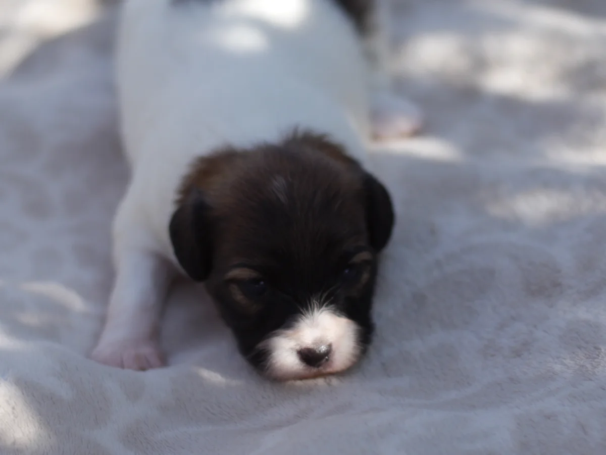 FRESEDO-Abrazo-Alado-FCI-phalene-pl-2025-09-27-3