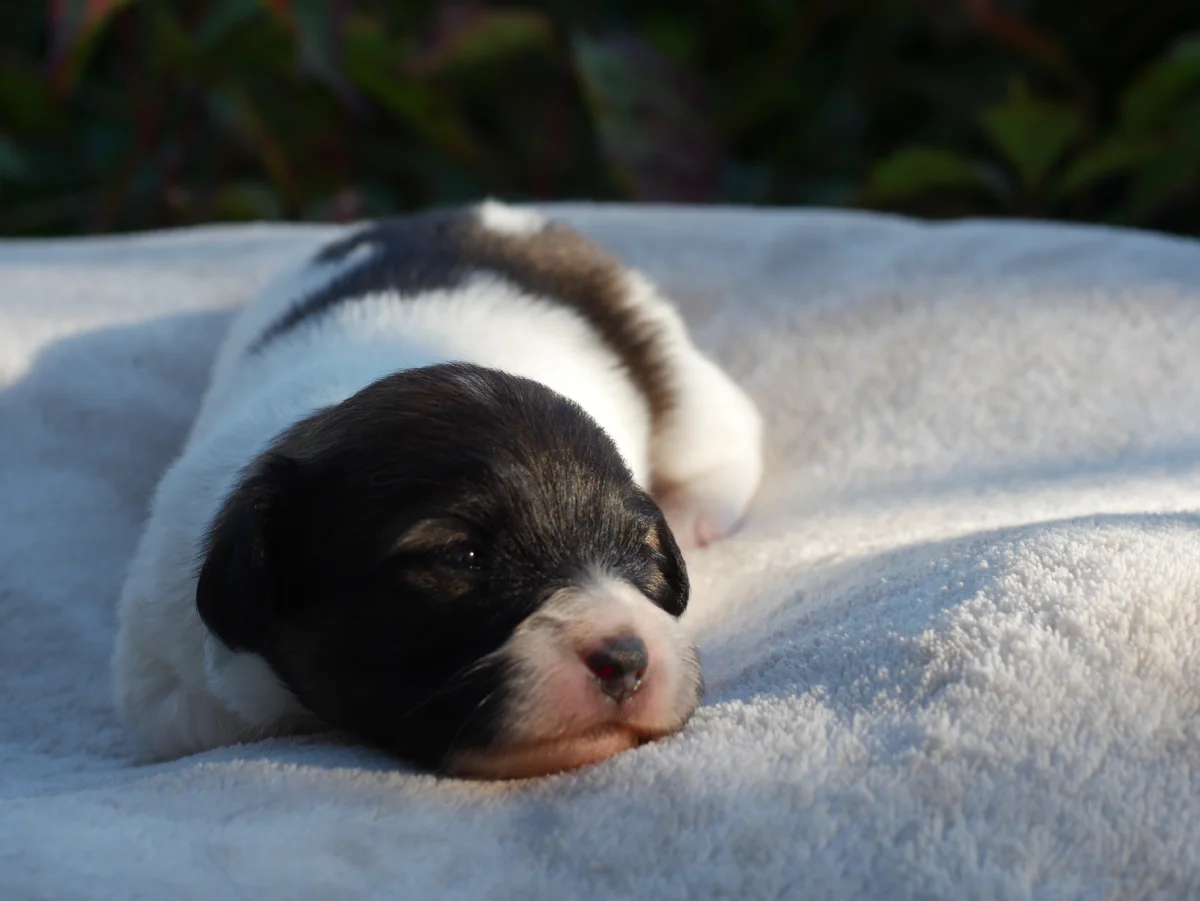 FRESEDO-Abrazo-Alado-FCI-phalene-pl