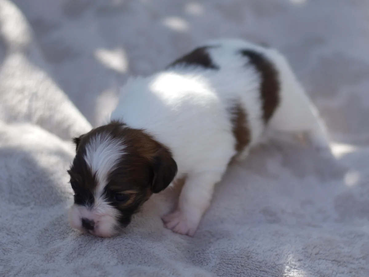 FRIVOLO-Abrazo-Alado-FCI-phalene-pl-2025-09-27-1