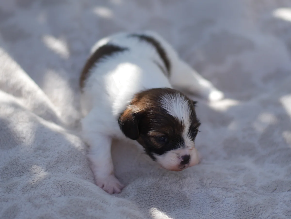 FRIVOLO-Abrazo-Alado-FCI-phalene-pl-2025-09-27-2