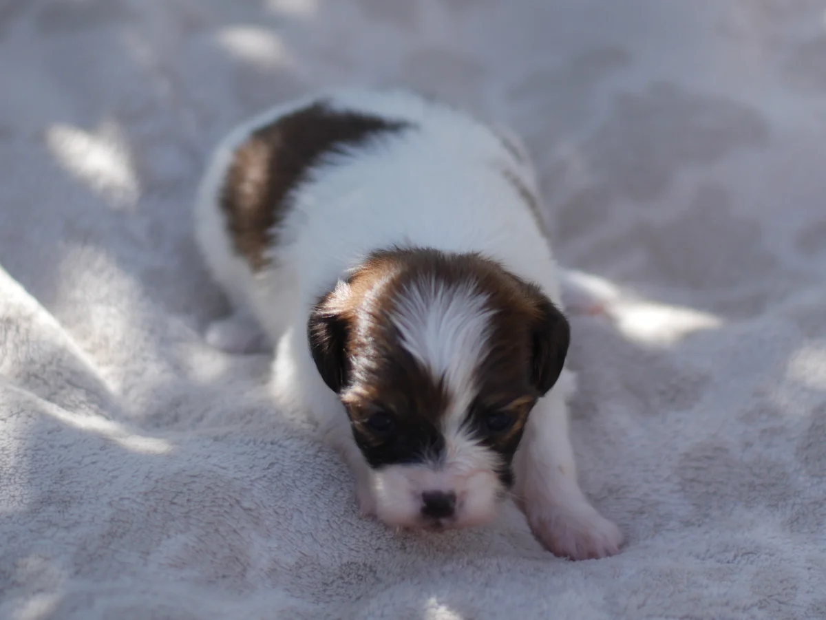 FRIVOLO-Abrazo-Alado-FCI-phalene-pl-2025-09-27-3