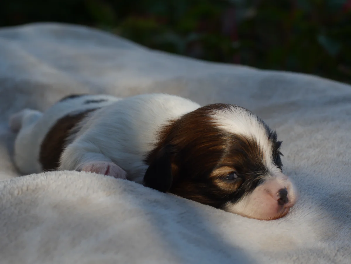 FRIVOLO-Abrazo-Alado-FCI-phalene-pl