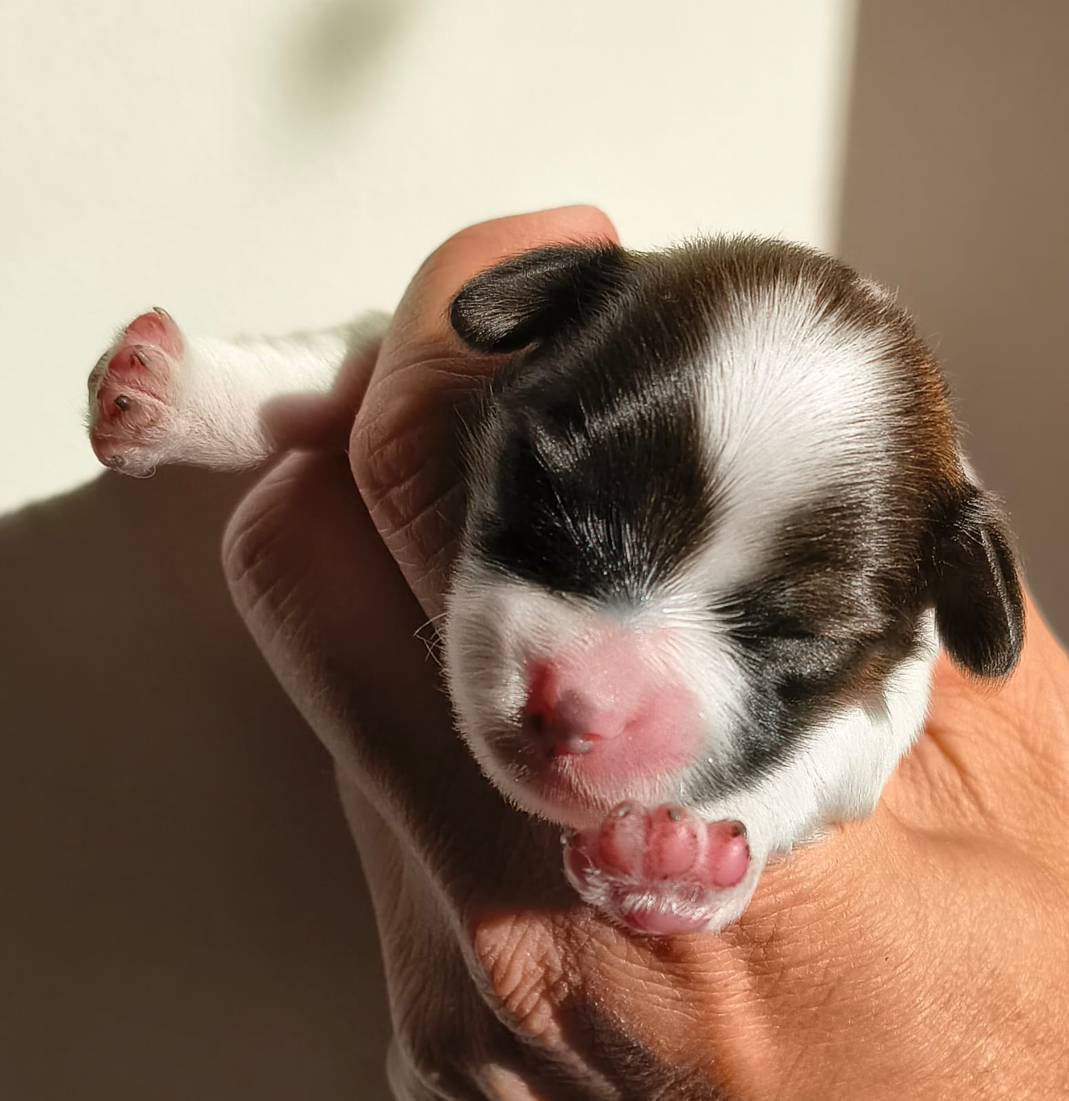 abrazo-alado-frivolo-0