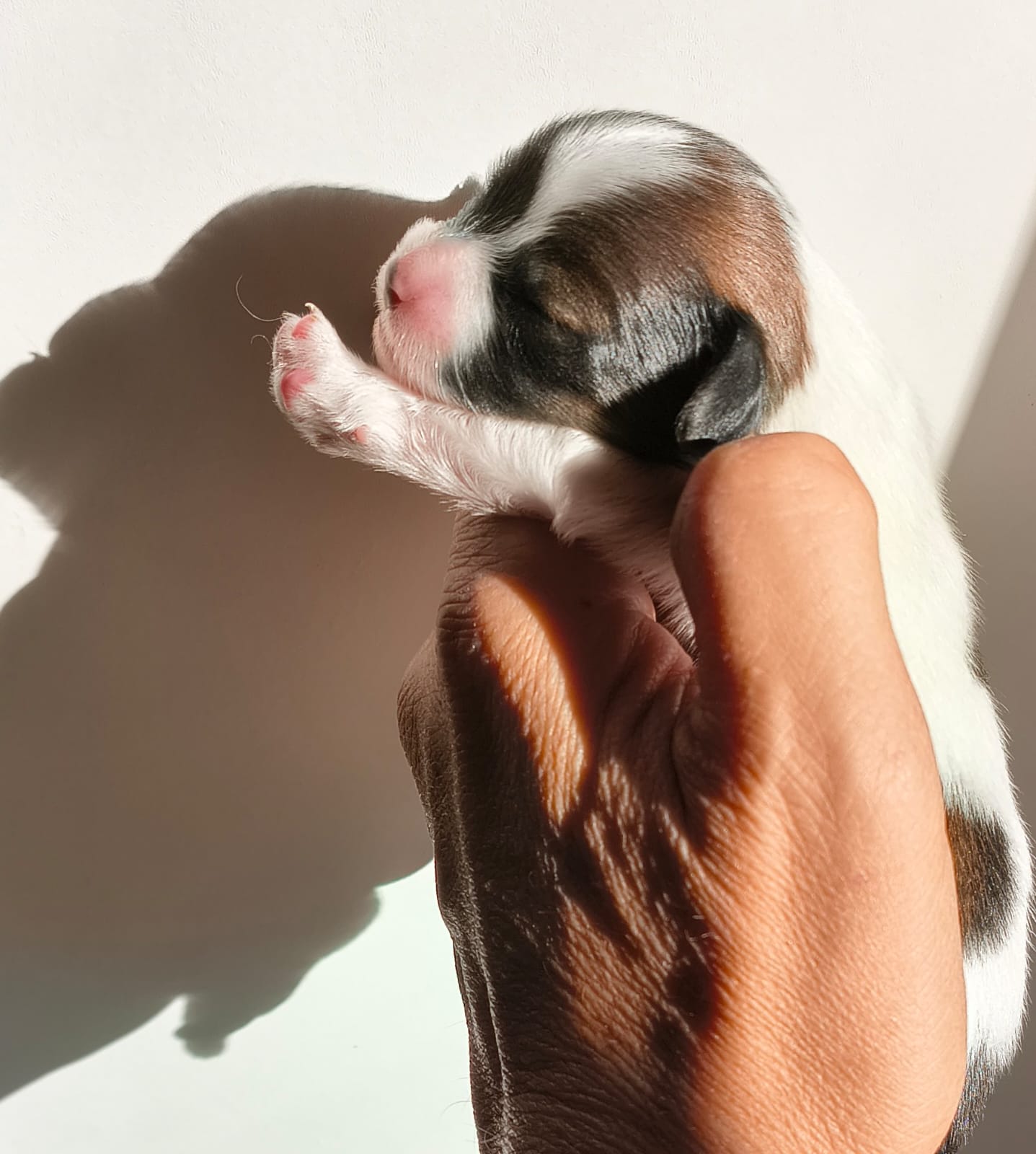 abrazo-alado-frivolo-1