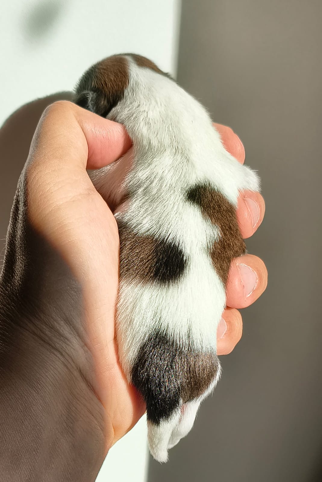 abrazo-alado-frivolo-2