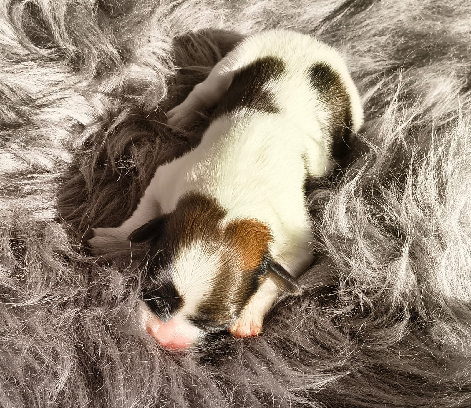 abrazo-alado-frivolo-3