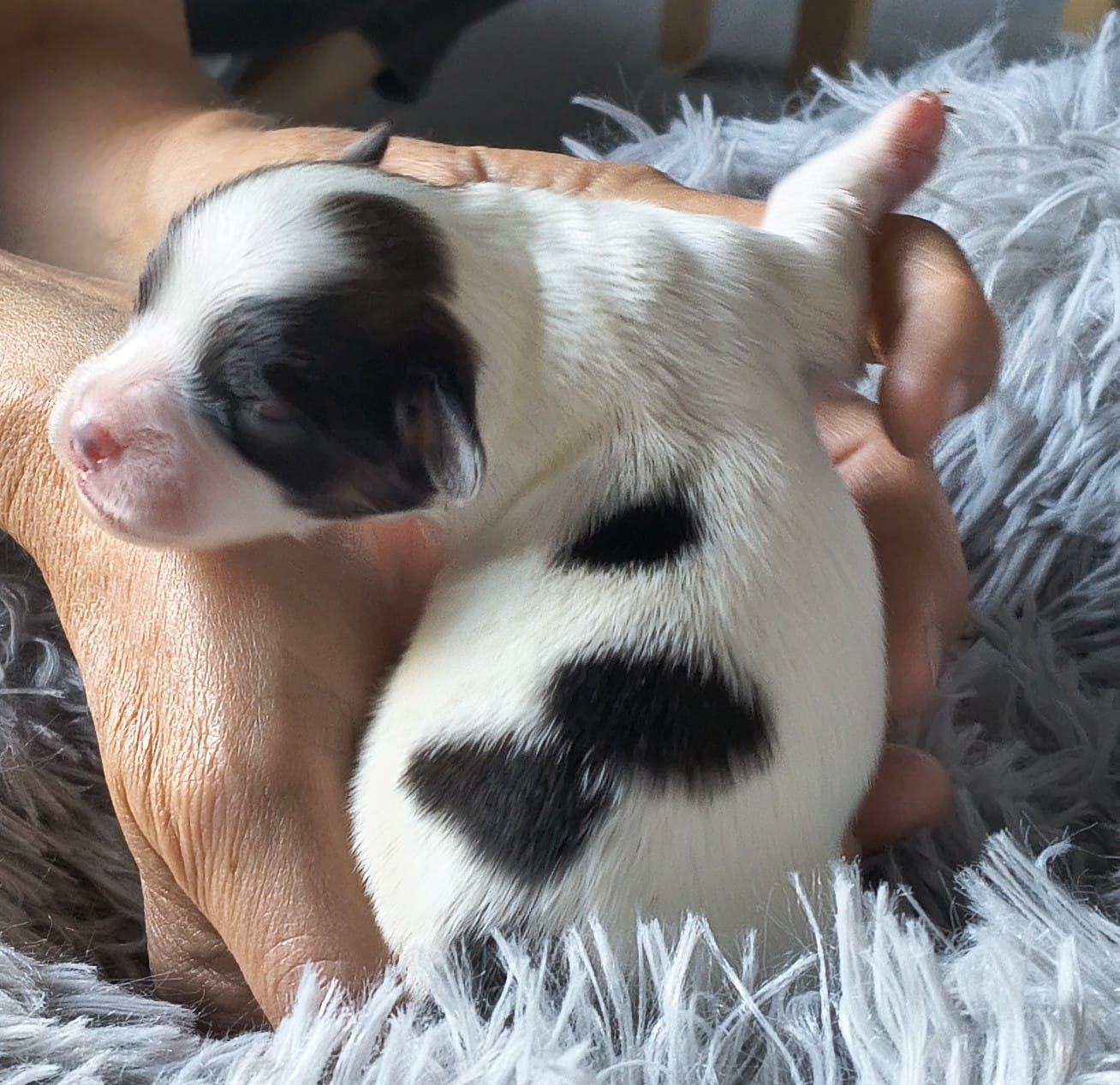 favoria-abrazo-alado-1