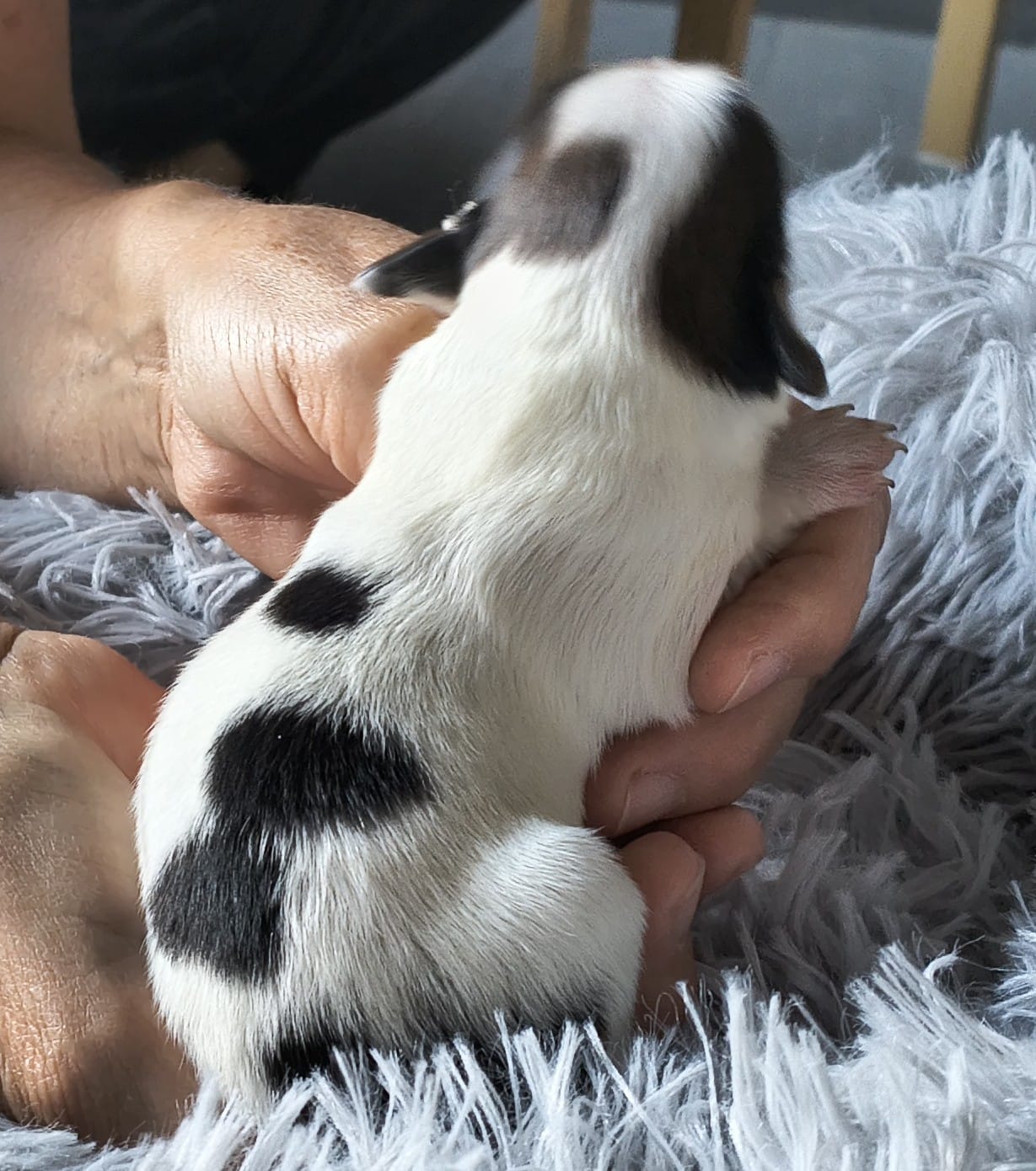 favoria-abrazo-alado-2