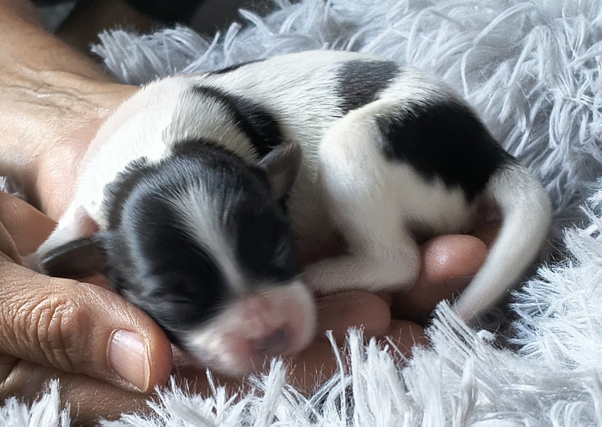 felissa-abrazo-alado-2