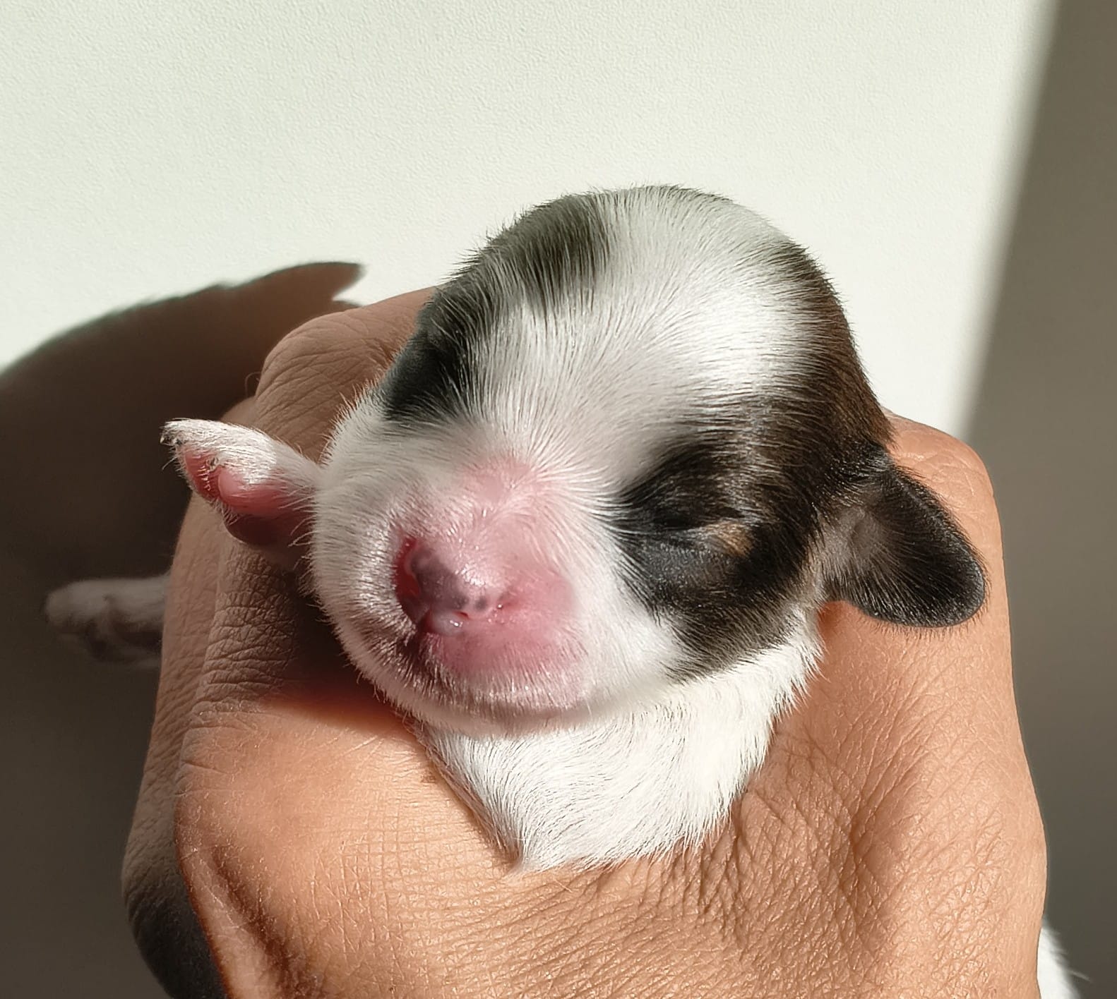 fortuna-abrazo-alado-4