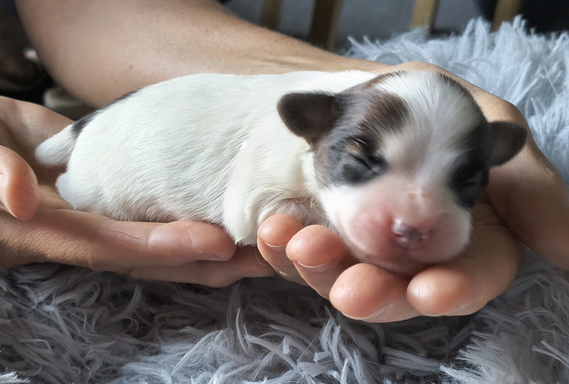 fortuna-abrazo-alado-6