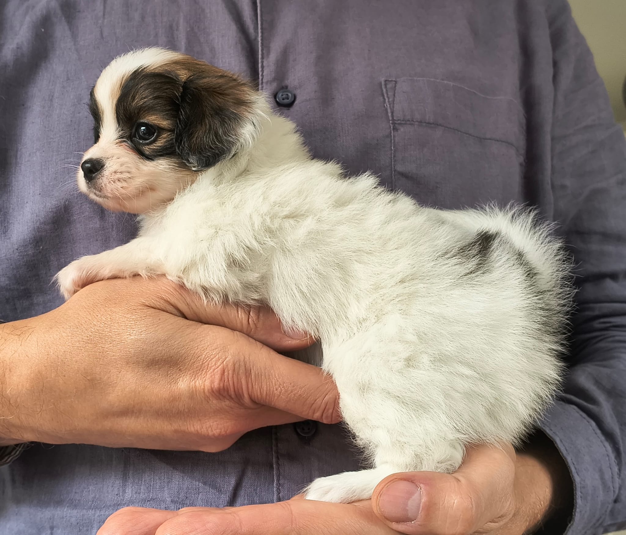 FAVORIA-Abrazo-Alado-FCI-phalene-2025-10-15-5-weeks-01