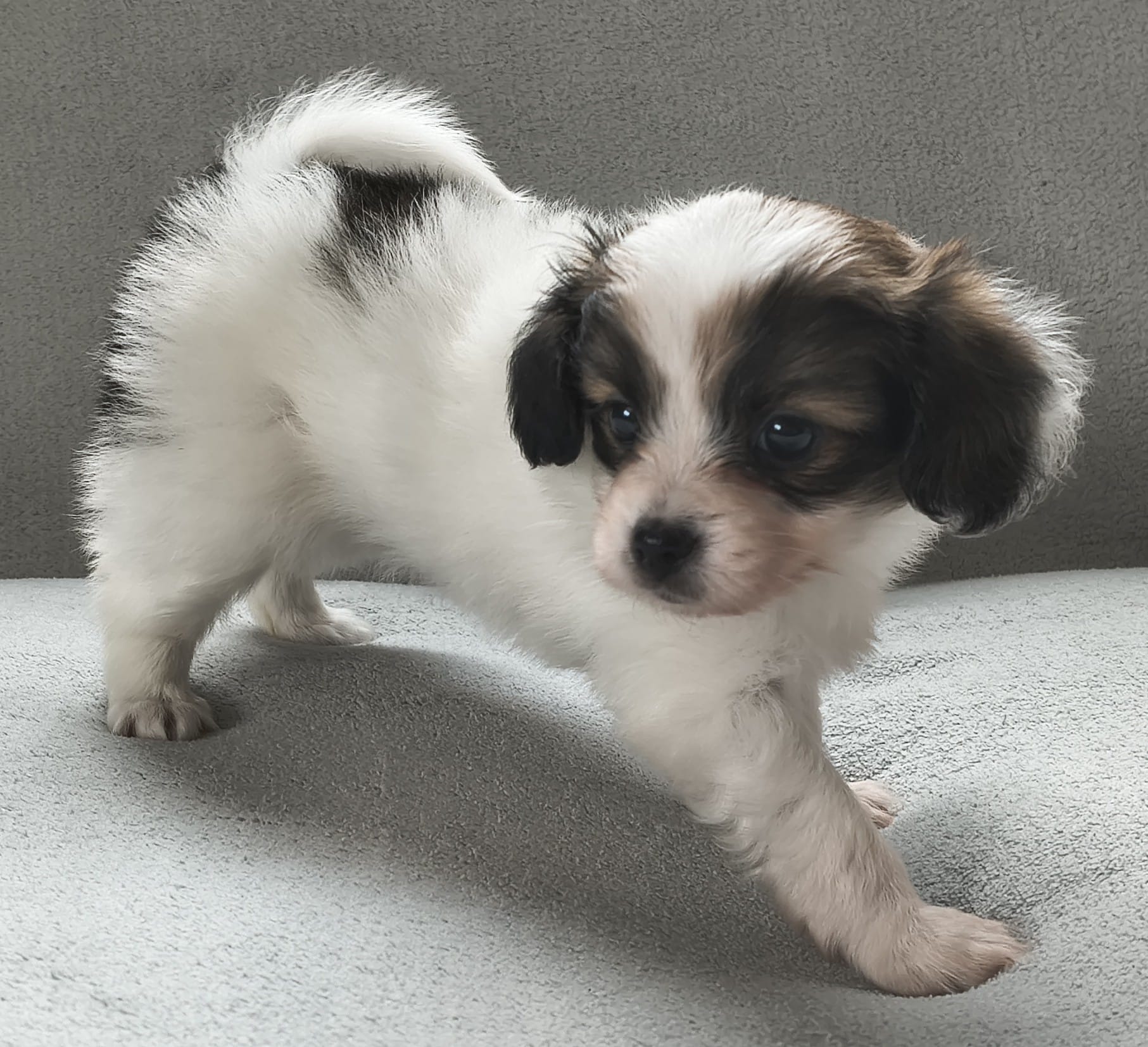 FAVORIA-Abrazo-Alado-FCI-phalene-2025-10-15-5-weeks-02