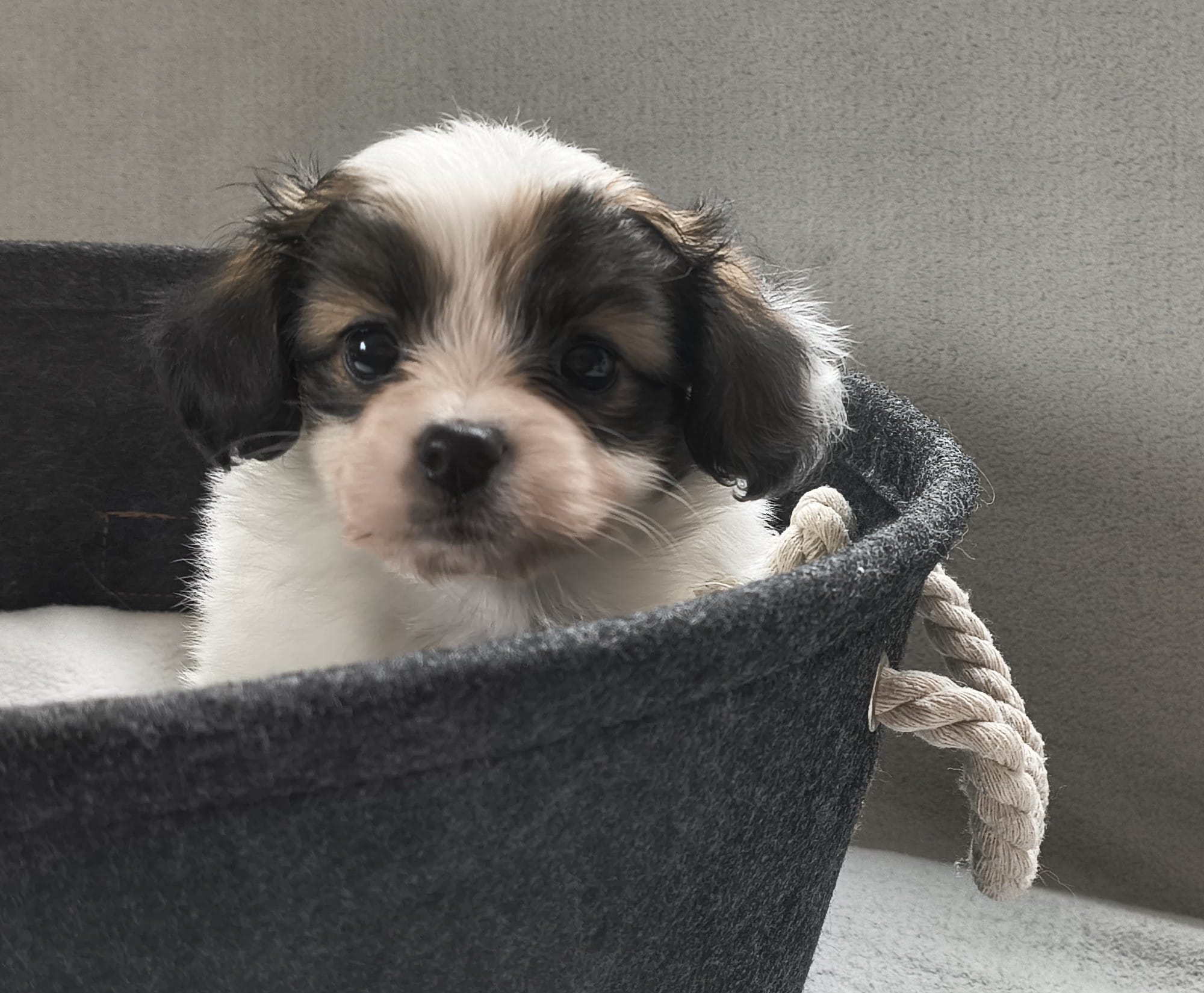 FAVORIA-Abrazo-Alado-FCI-phalene-2025-10-15-5-weeks-03