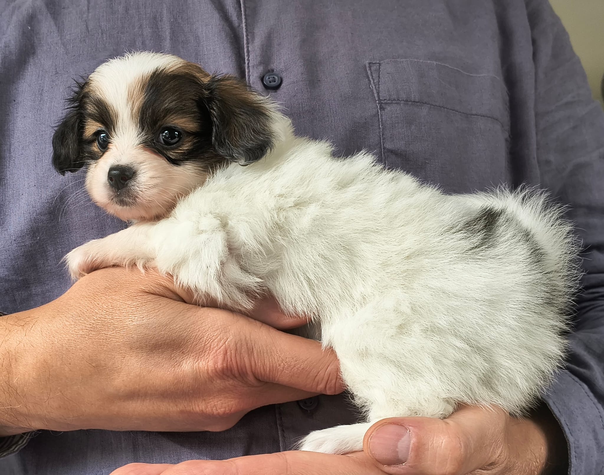 FAVORIA-Abrazo-Alado-FCI-phalene-2025-10-15-5-weeks-04