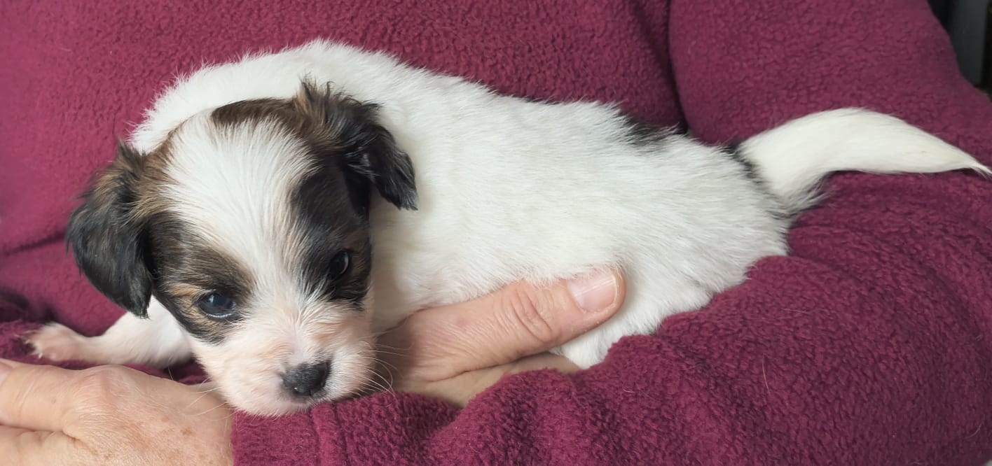 FAVORIA-Abrazo-Alado-FCI-phalene-pl-2025-10-05-2