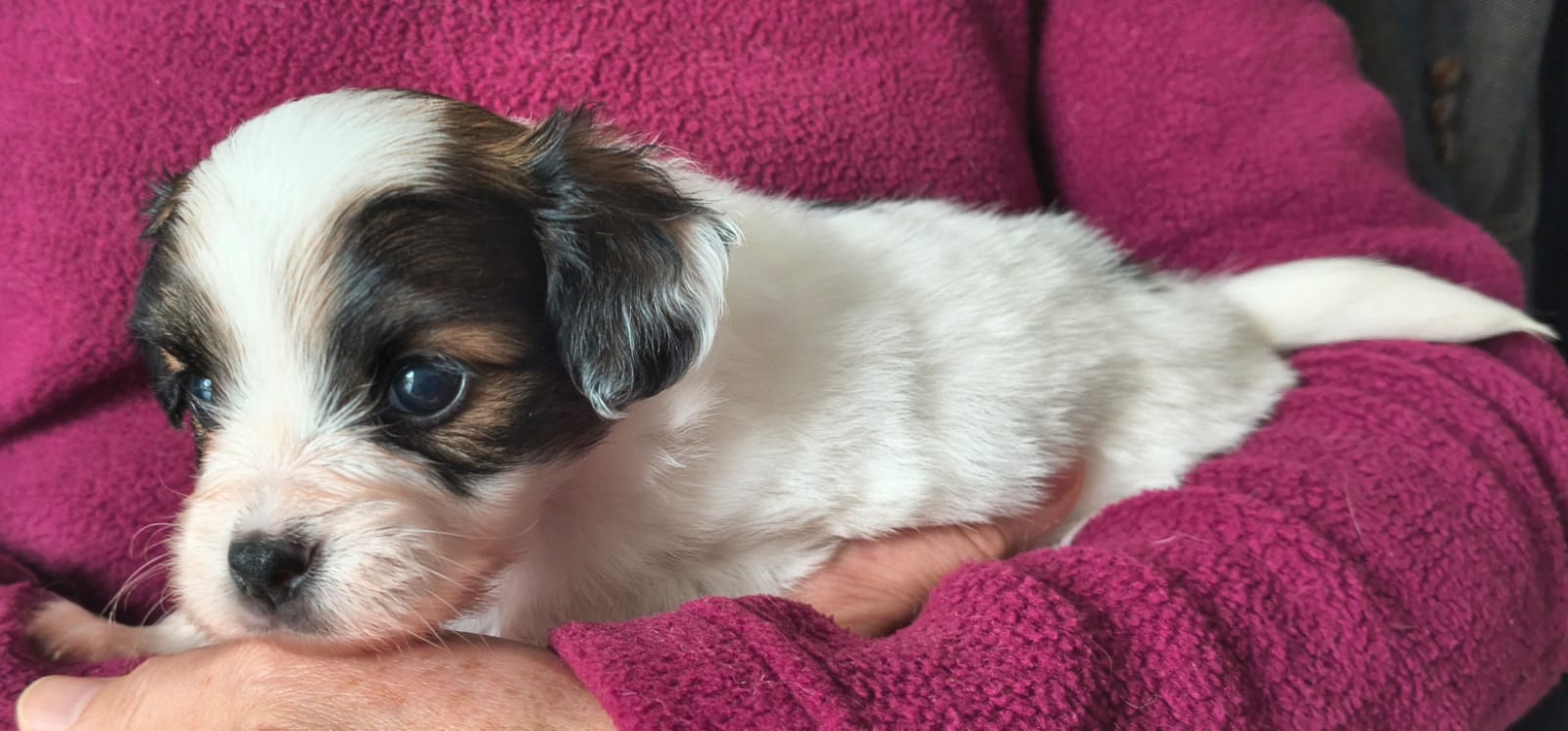 FAVORIA-Abrazo-Alado-FCI-phalene-pl-2025-10-05-3