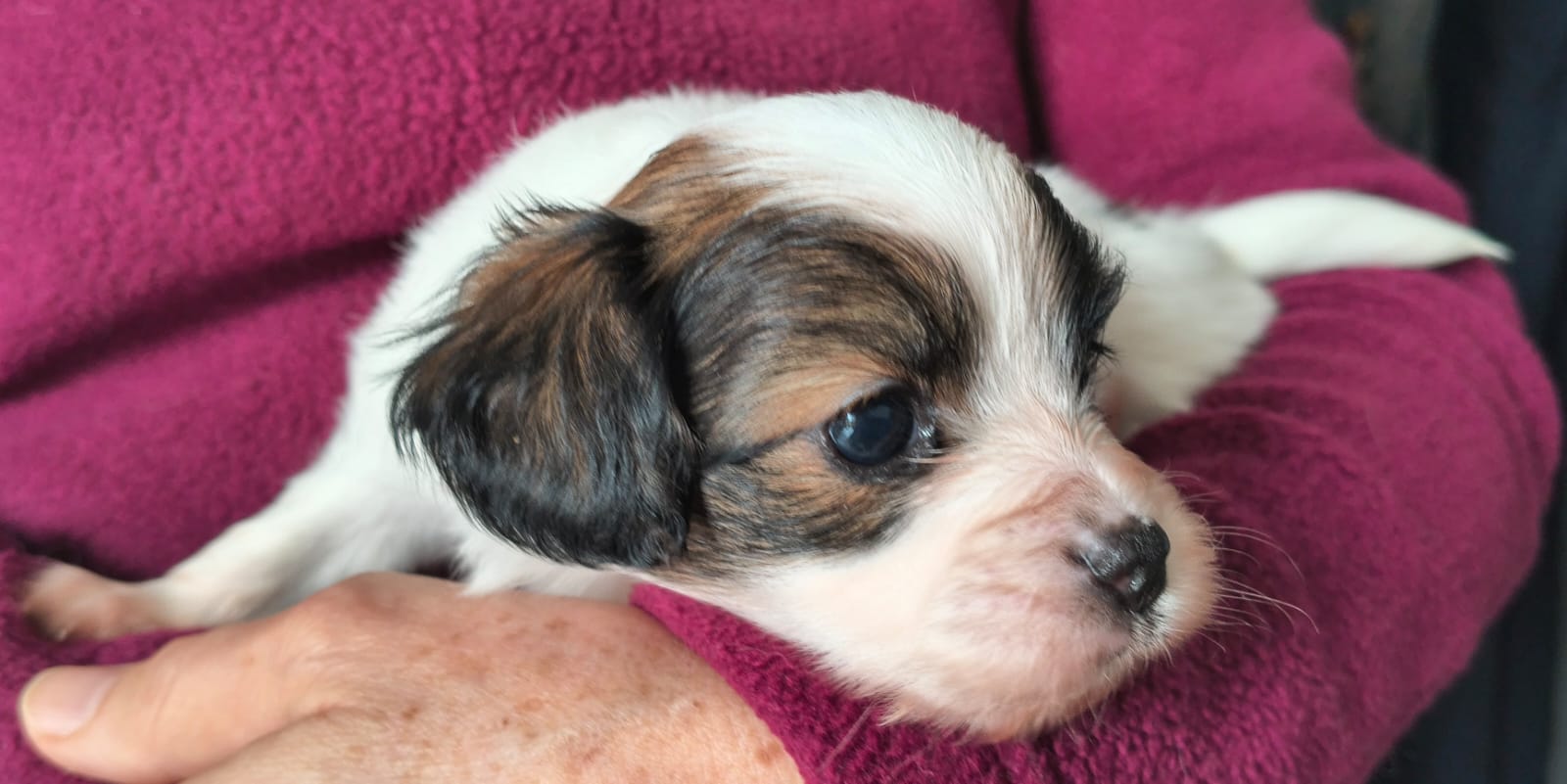 FAVORIA-Abrazo-Alado-FCI-phalene-pl-2025-10-05-4