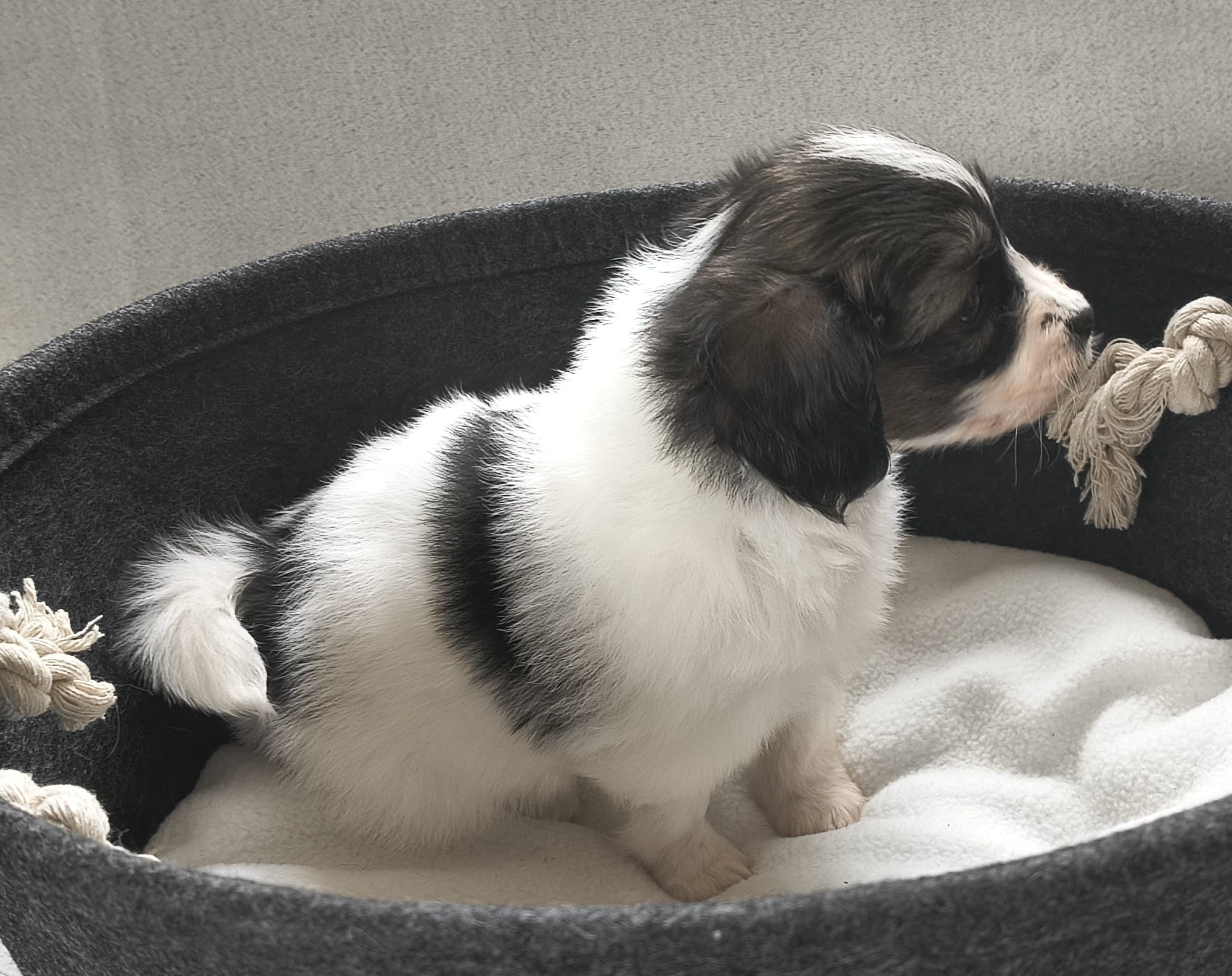 FELISSA-Abrazo-Alado-FCI-phalene-2025-10-15-5-weeks-01