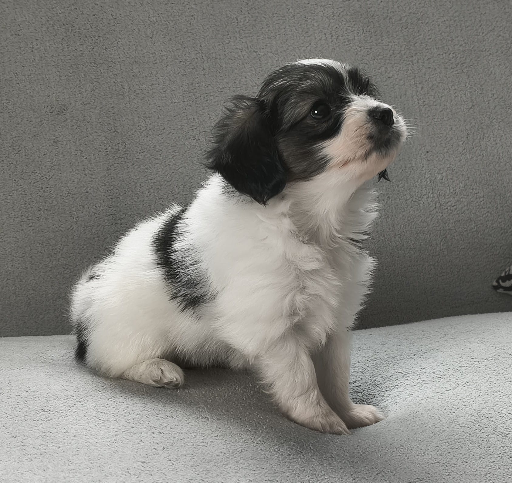 FELISSA-Abrazo-Alado-FCI-phalene-2025-10-15-5-weeks-02