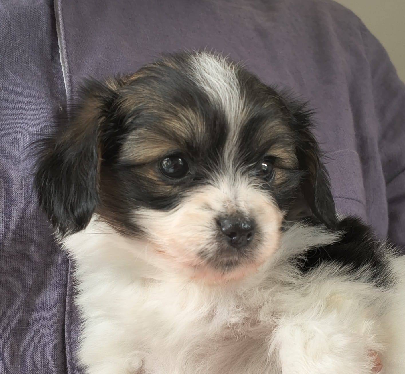 FELISSA-Abrazo-Alado-FCI-phalene-2025-10-15-5-weeks-03