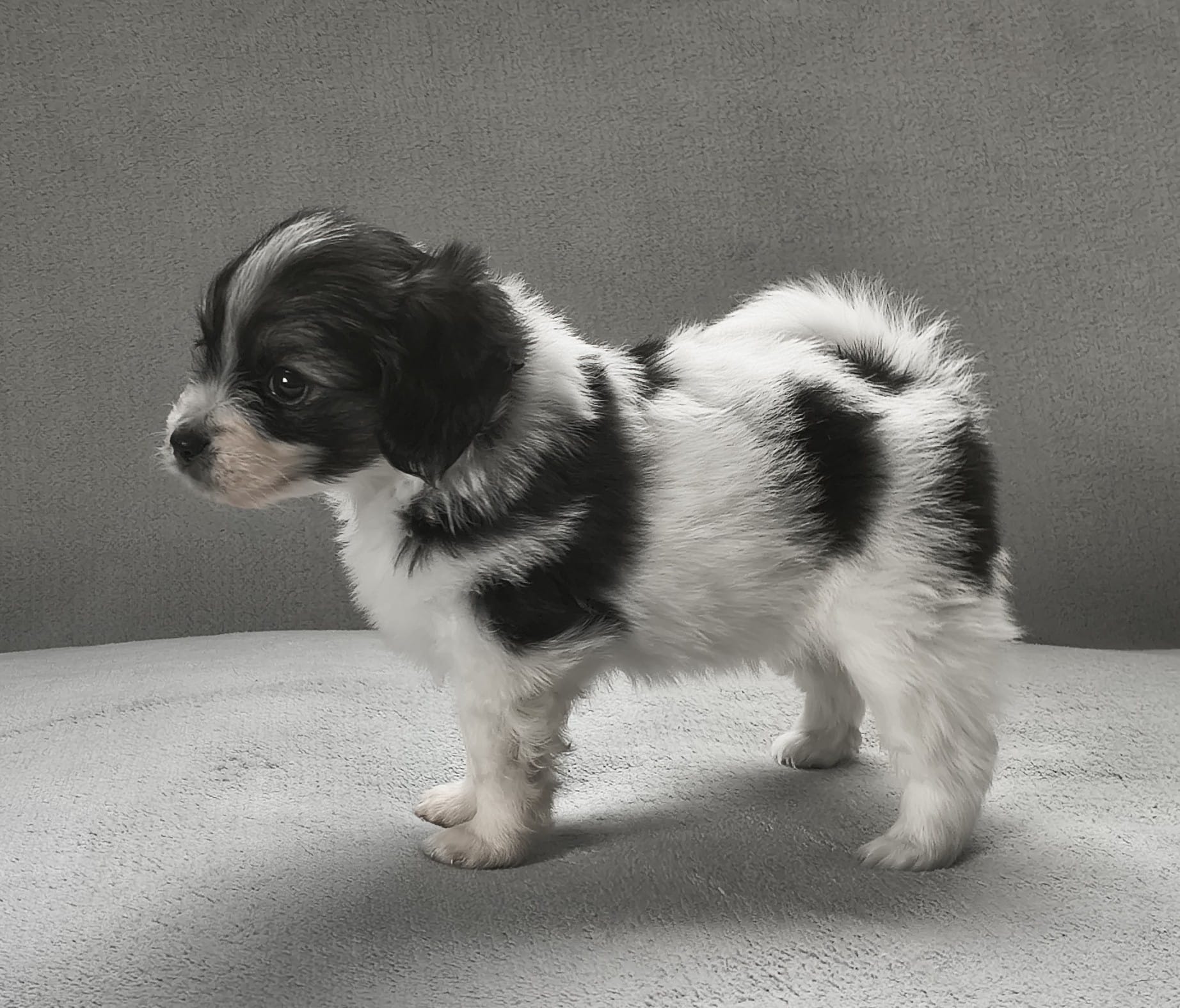 1 FELISSA-Abrazo-Alado-FCI-phalene-2025-10-15-5-weeks-04