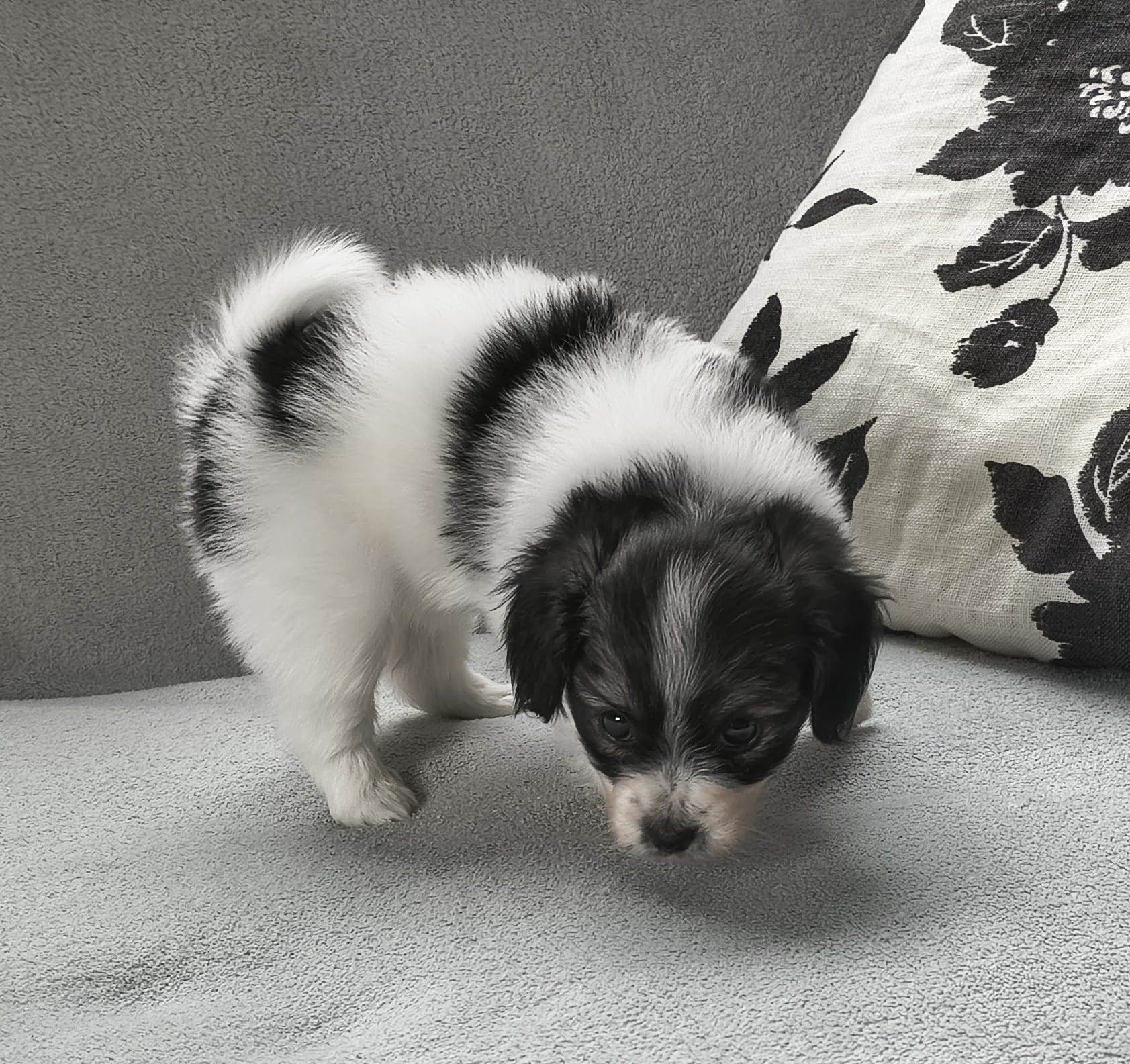 FELISSA-Abrazo-Alado-FCI-phalene-2025-10-15-5-weeks-05