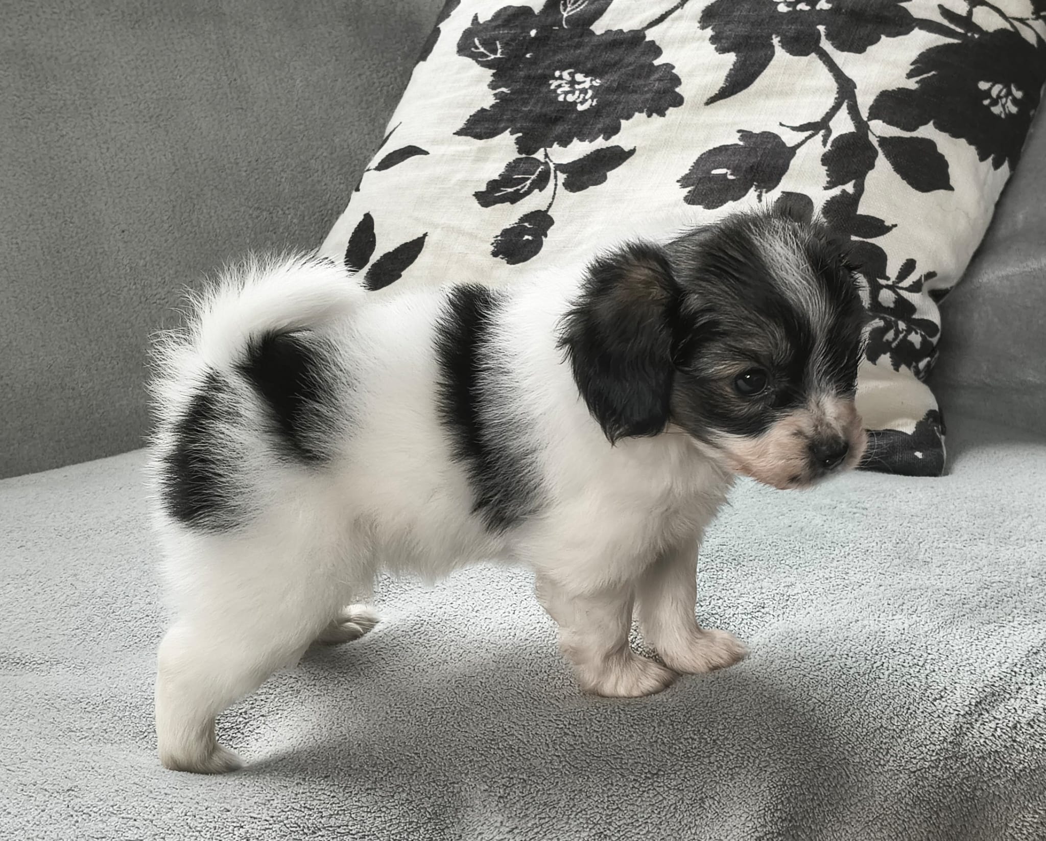 FELISSA-Abrazo-Alado-FCI-phalene-2025-10-15-5-weeks-06