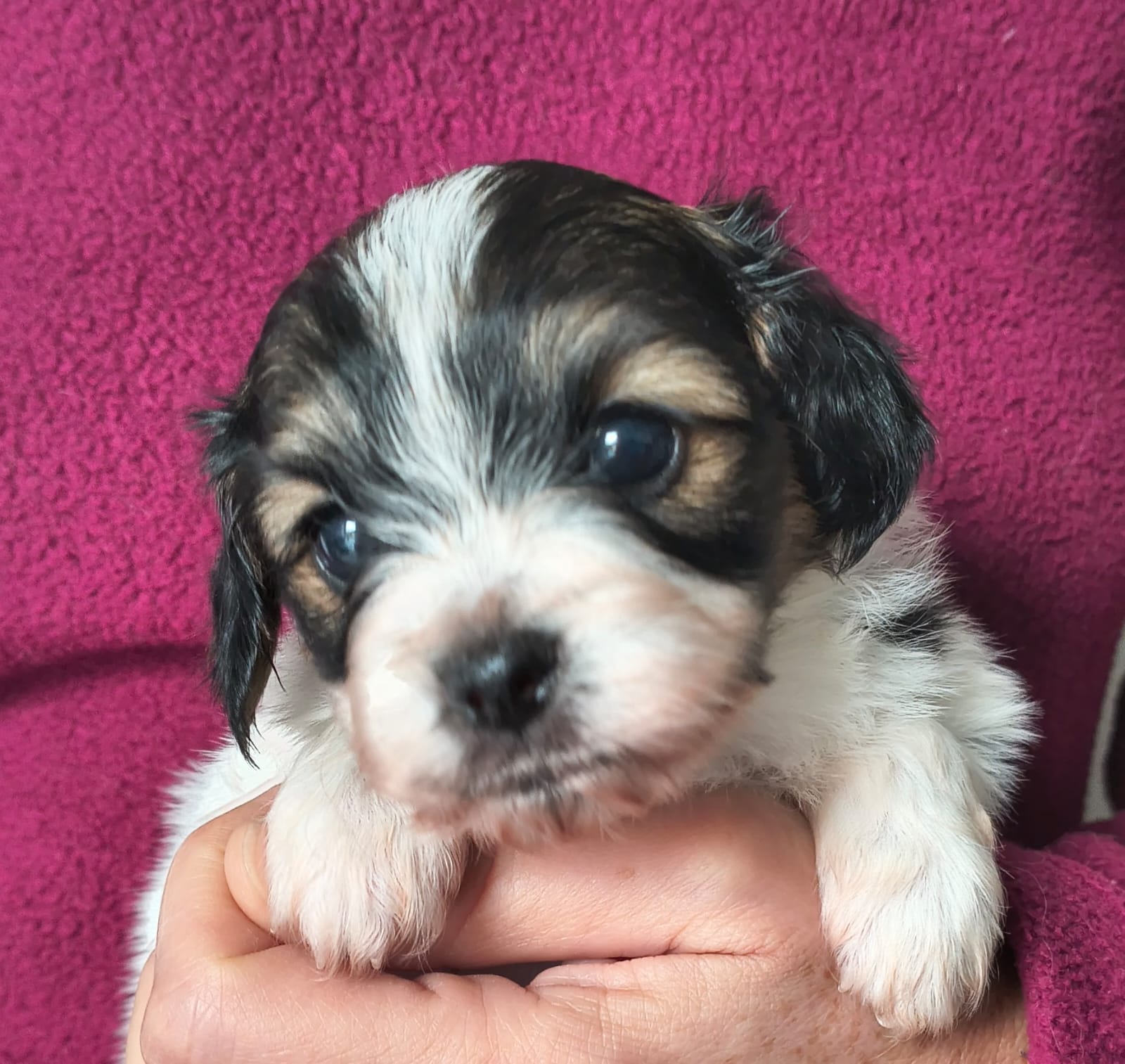 FELISSA-Abrazo-Alado-FCI-phalene-pl-2025-10-05-1