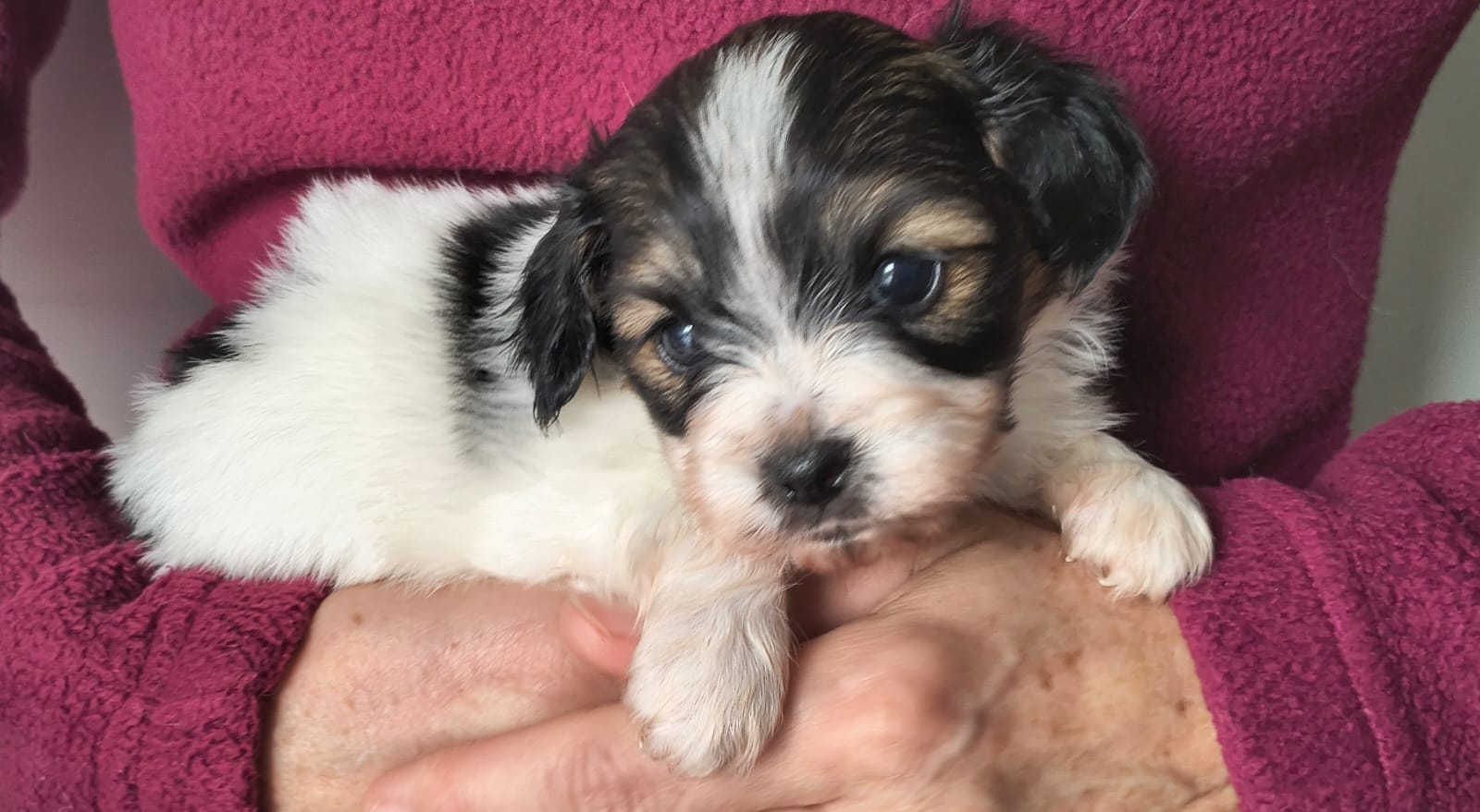 FELISSA-Abrazo-Alado-FCI-phalene-pl-2025-10-05-2