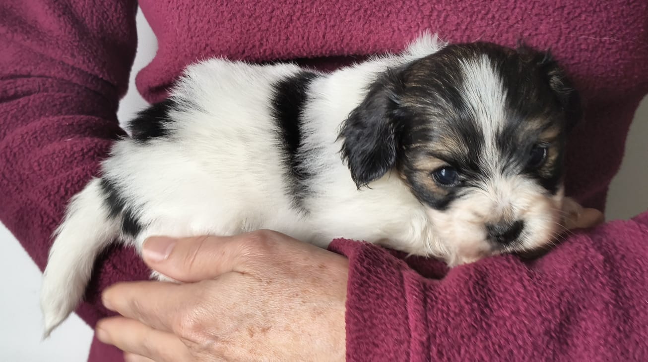 FELISSA-Abrazo-Alado-FCI-phalene-pl-2025-10-05-3