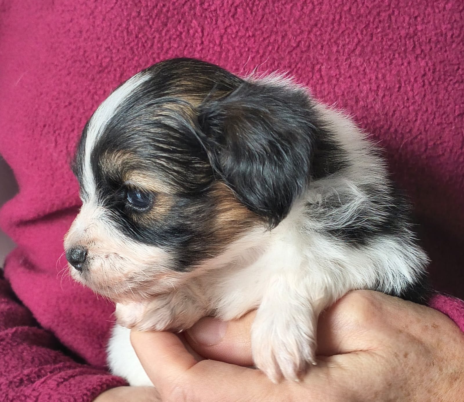 FELISSA-Abrazo-Alado-FCI-phalene-pl-2025-10-05-4